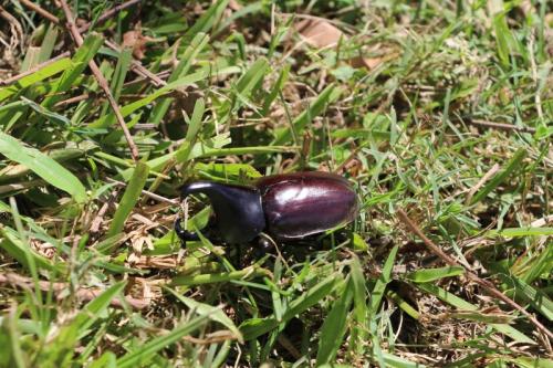 Xylotrupes australicus